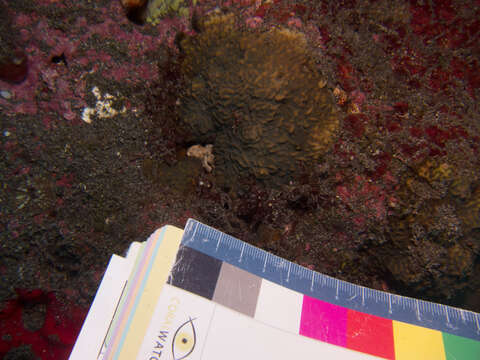 Image of lettuce coral