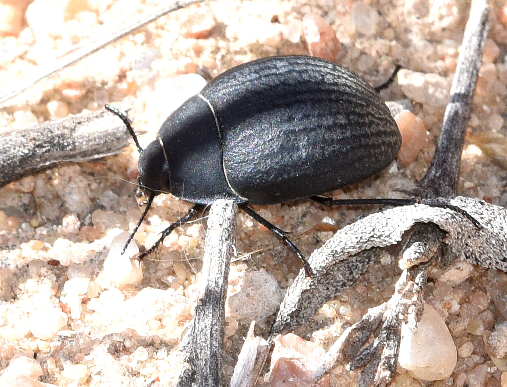 Image of Eusattus convexus Le Conte 1851