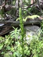 Image of purple-petal bog orchid