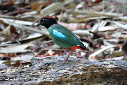 Image of Pitta sordida cucullata Hartlaub 1843