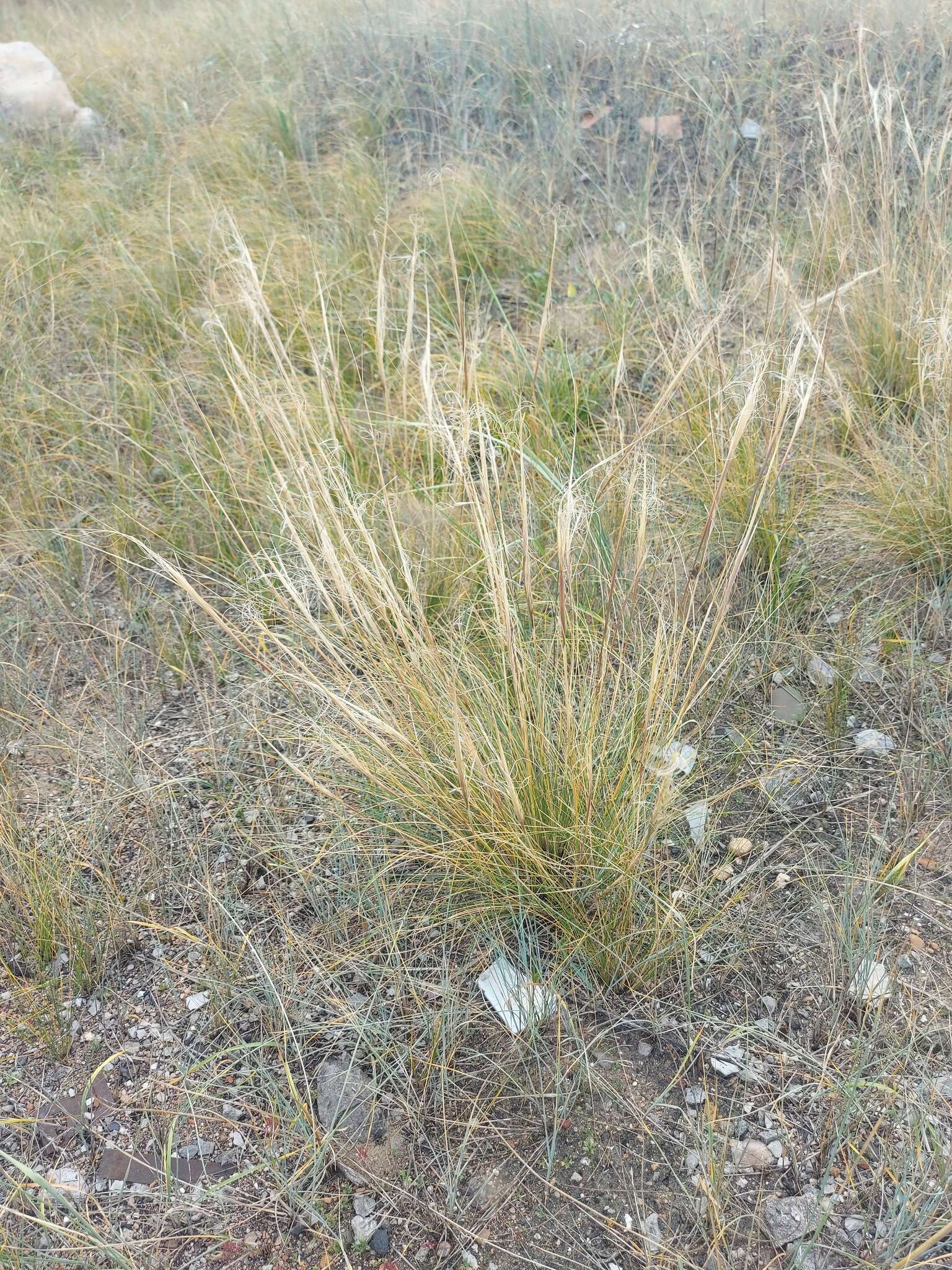 Imagem de Stipa krylovii Roshev.