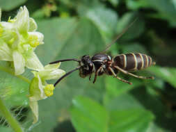 Image de Vespula shidai Ish., Yam. & Wagn. 1980