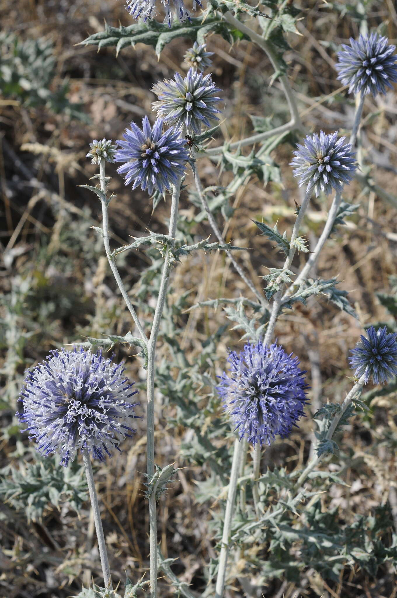 Image of Echinops albicaulis Kar. & Kir.