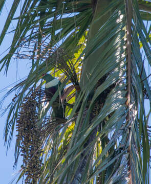 Image of White-bibbed Fruit Dove