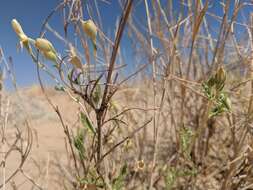 Image of Adonis blazingstar