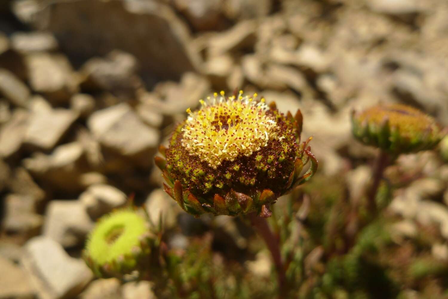 Image of Leptinella dendyi (Cockayne) D. G. Lloyd & C. J. Webb