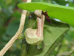 Image de Aristolochia birostris Duch.