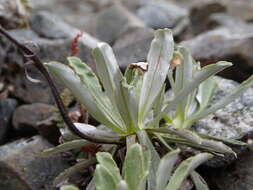 Image of Celmisia angustifolia Cockayne