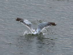 Image de Larus fuscus heuglini Bree 1876