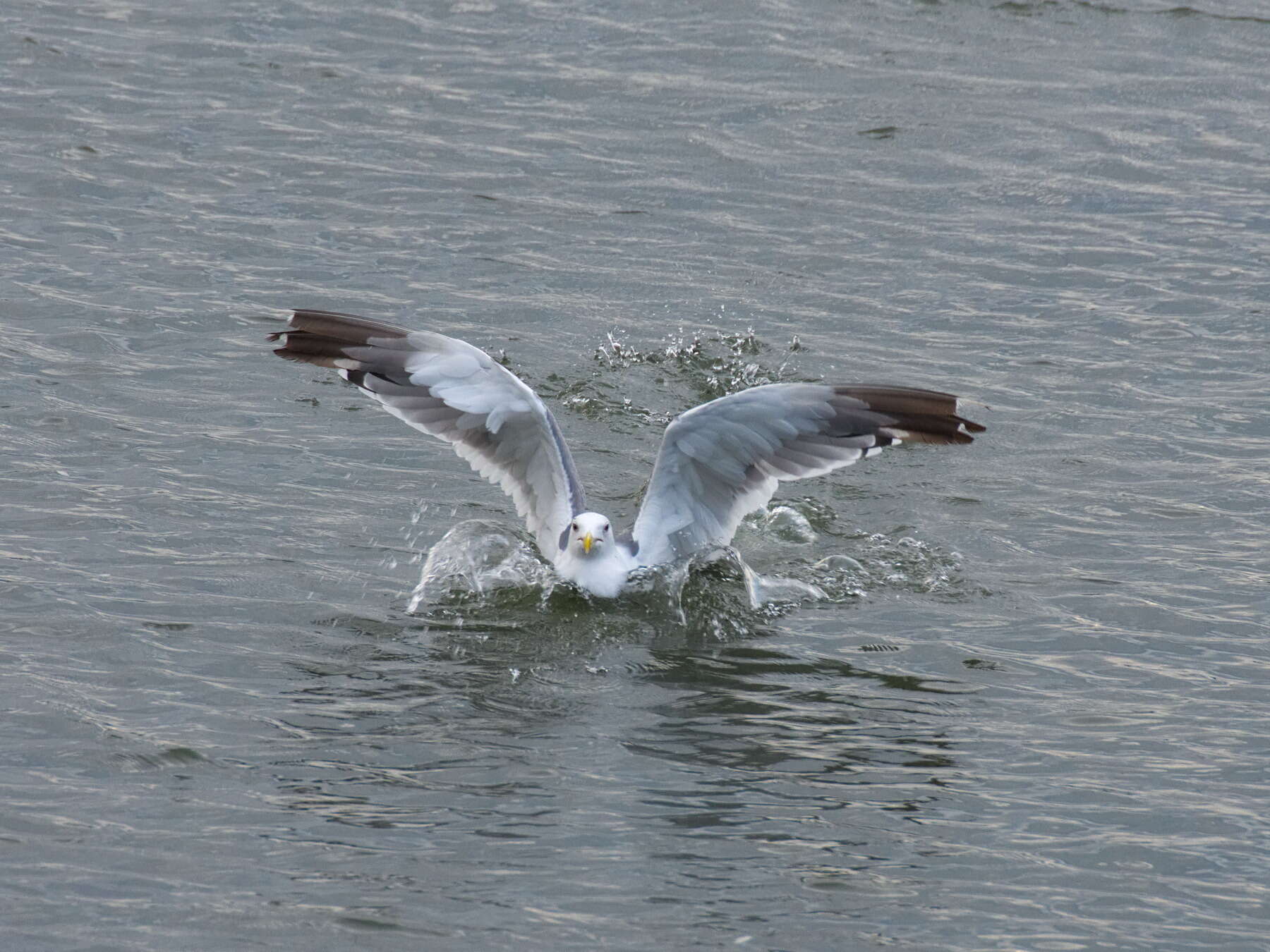 Image de Larus fuscus heuglini Bree 1876