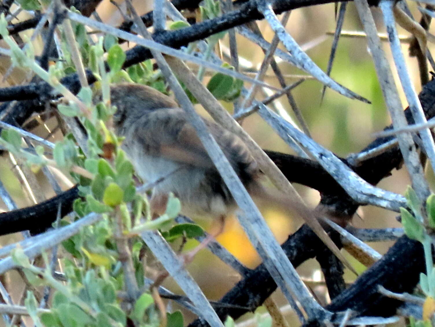 Sivun Cisticola subruficapilla jamesi Lynes 1930 kuva