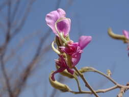 Image of Harpalyce arborescens A. Gray