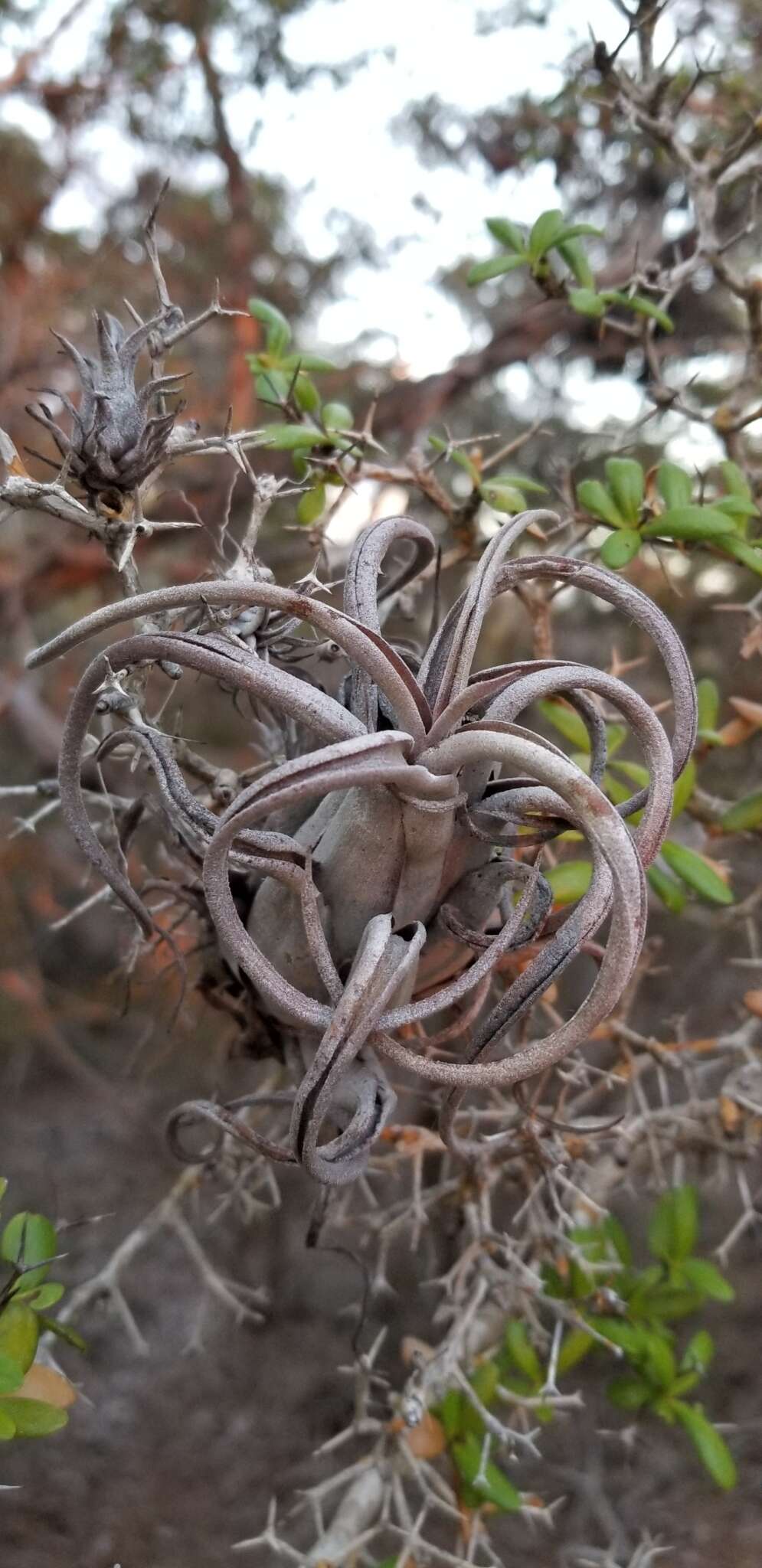 Imagem de Tillandsia paucifolia Baker