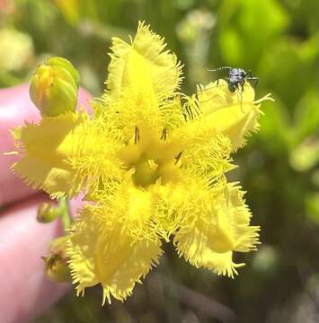 Image of Villarsia goldblattiana R. Ornduff