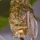 Image of Copper Woolly Bat