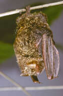 Image of Copper Woolly Bat