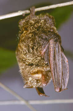 Image of Copper Woolly Bat