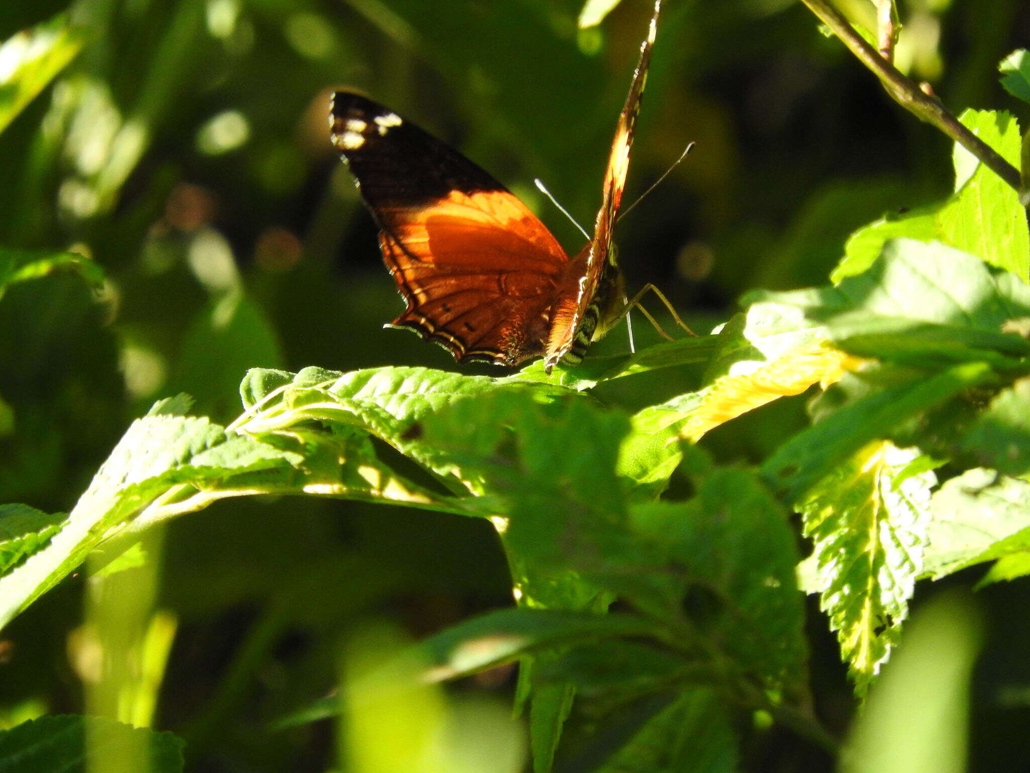 Image of Hypanartia godmanii Bates 1864