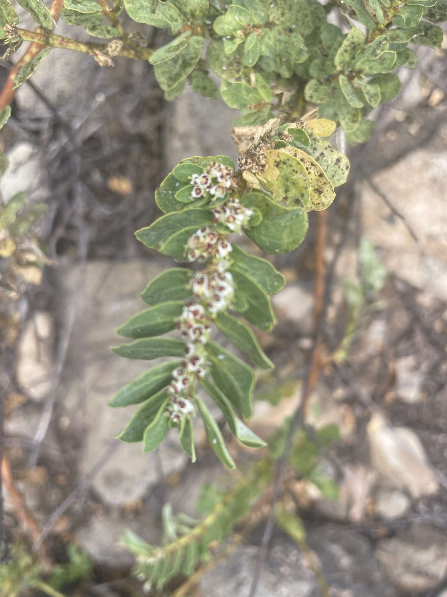 Слика од Euphorbia anthonyi Brandegee