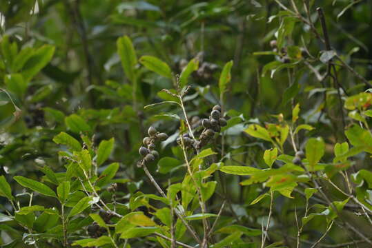 Imagem de Lithocarpus hancei (Benth.) Rehder