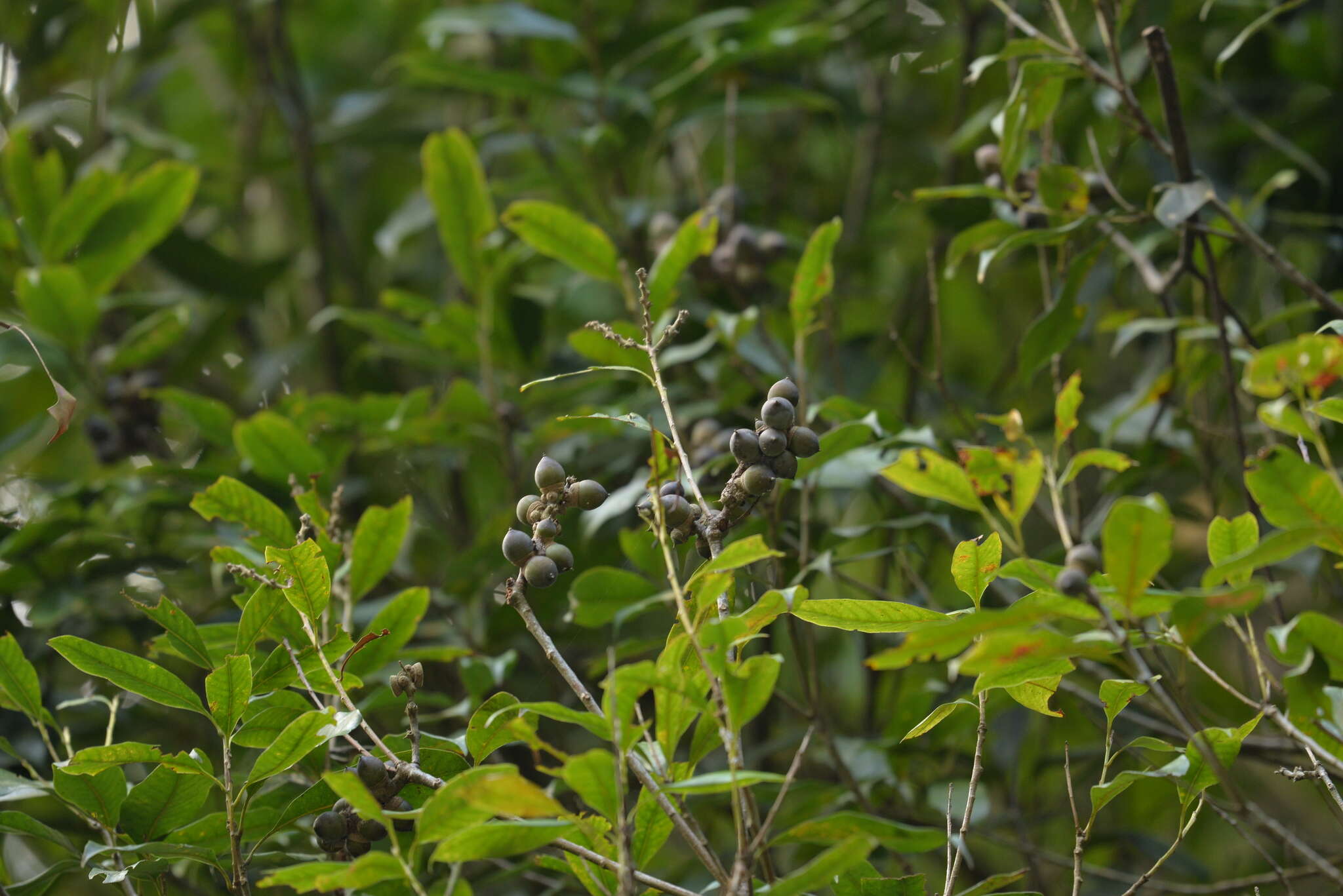 Слика од Lithocarpus hancei (Benth.) Rehder