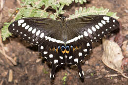 صورة Papilio lormieri Distant 1874