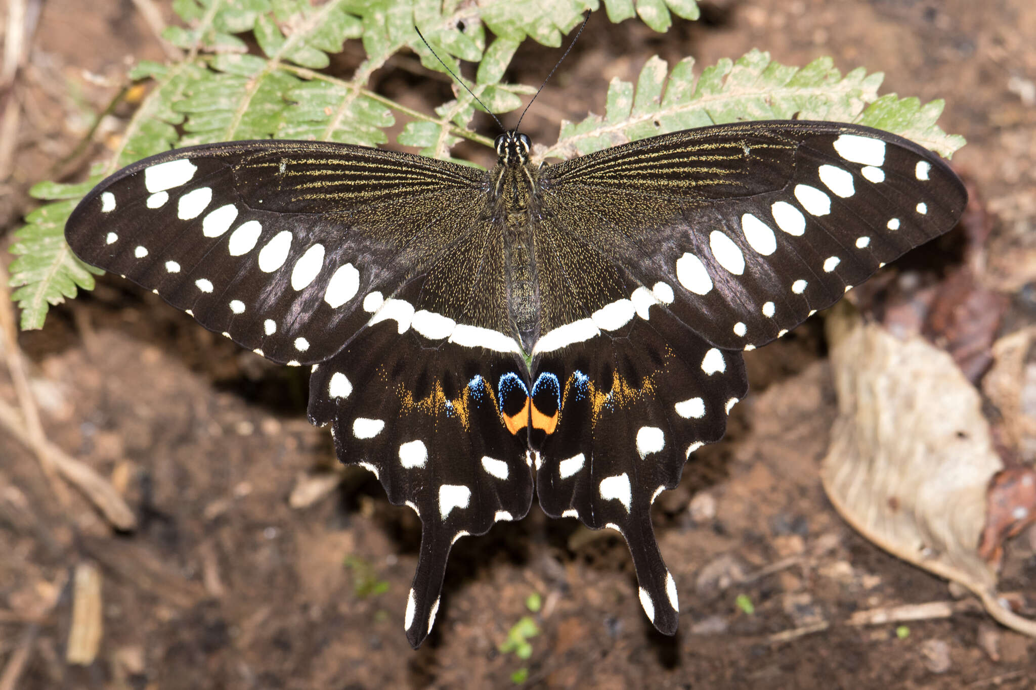 Image of Papilio lormieri Distant 1874