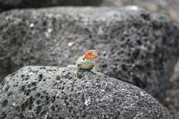 Image of Galapagos Lava Lizard