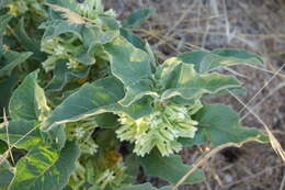 Image of Mojave milkweed