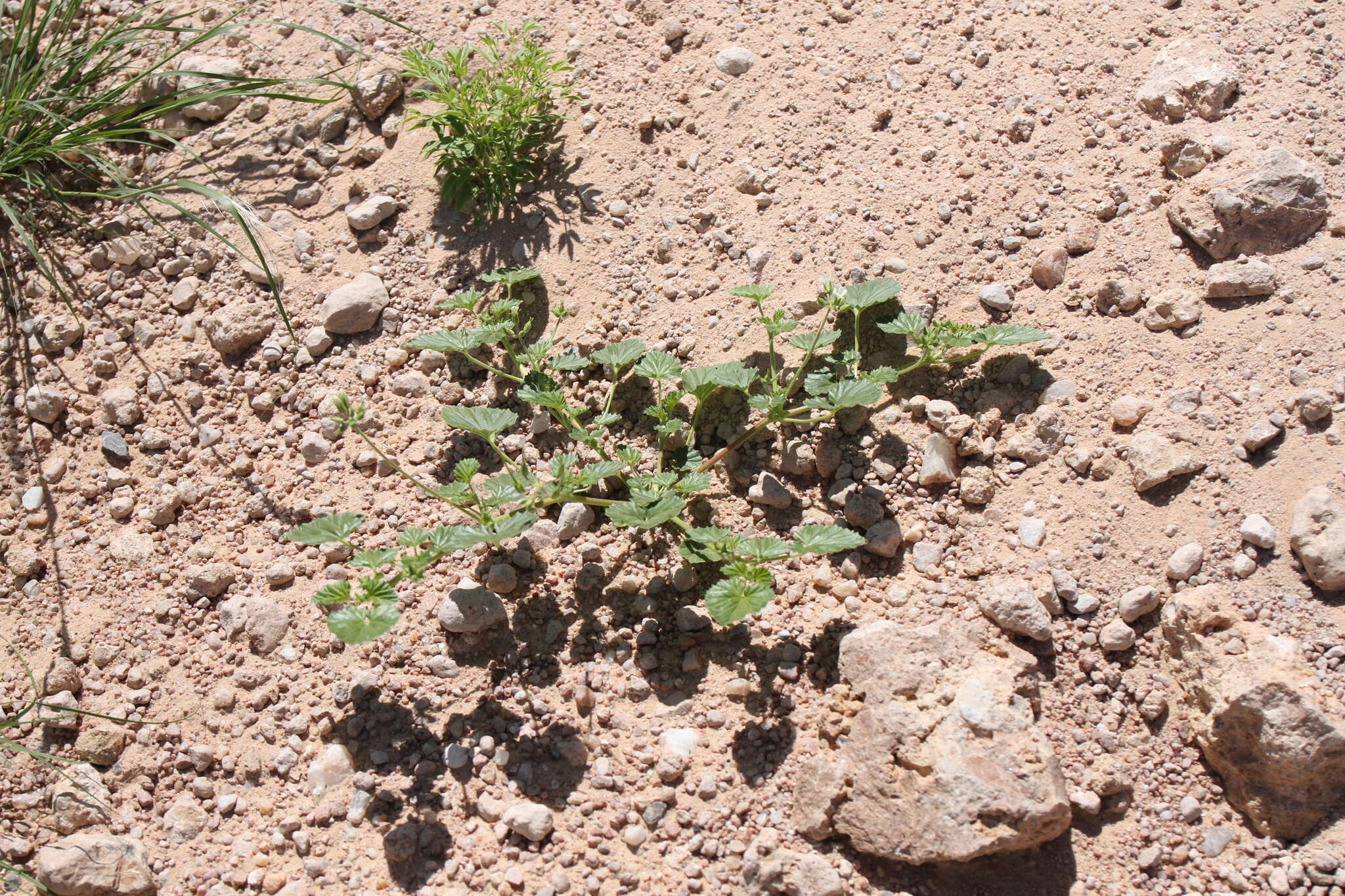 Image of Monsonia umbellata Harv.