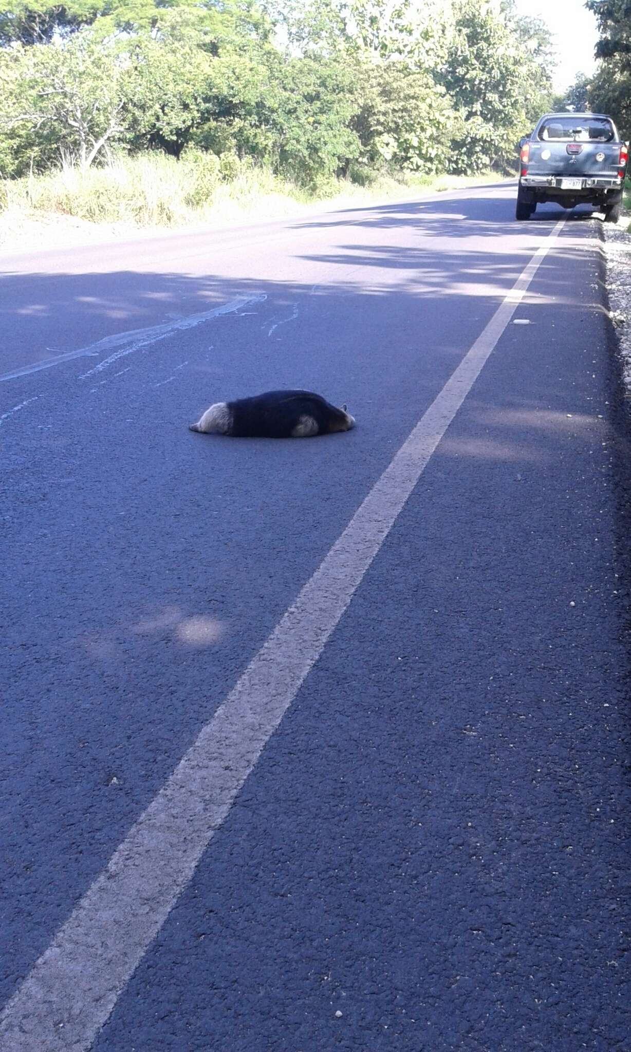 Image of Northern Tamandua