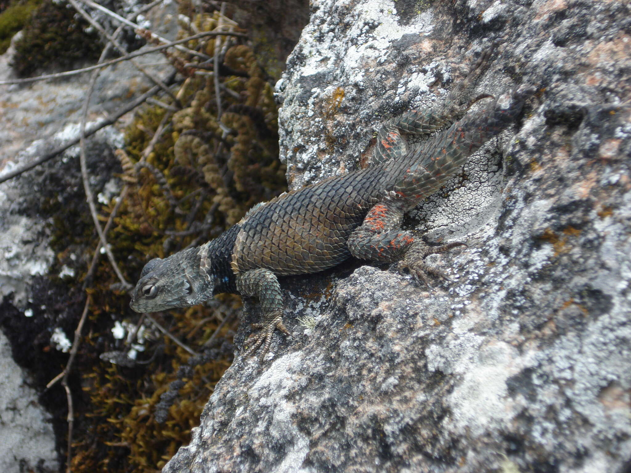 Plancia ëd Sceloporus mucronatus Cope 1885