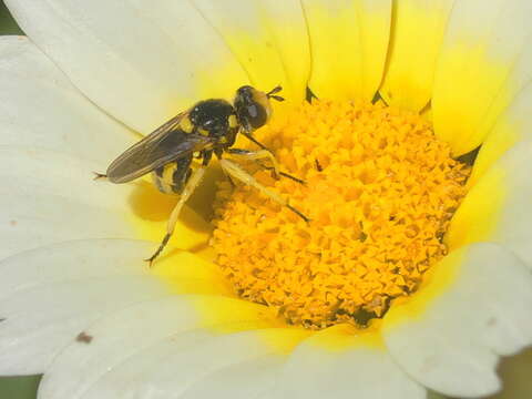 Image of Dalmannia aculeata (Linnaeus 1761)