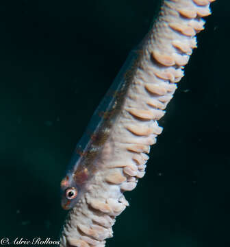 Image of Whip coral goby