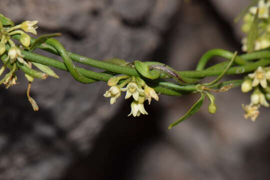 Orthosia angustifolia (Turcz.) Liede & Meve的圖片