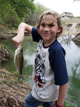 Image of White Bass