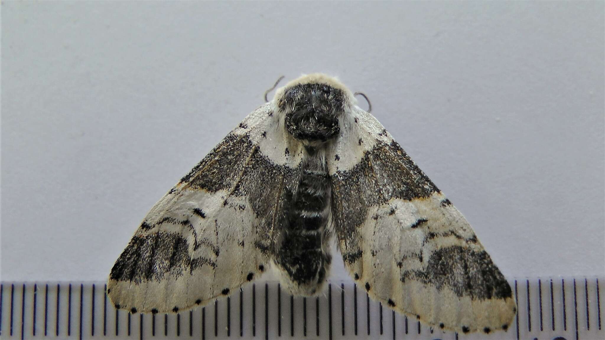 Image of Poplar Kitten