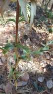 Image of Eryngium cymosum Delar.