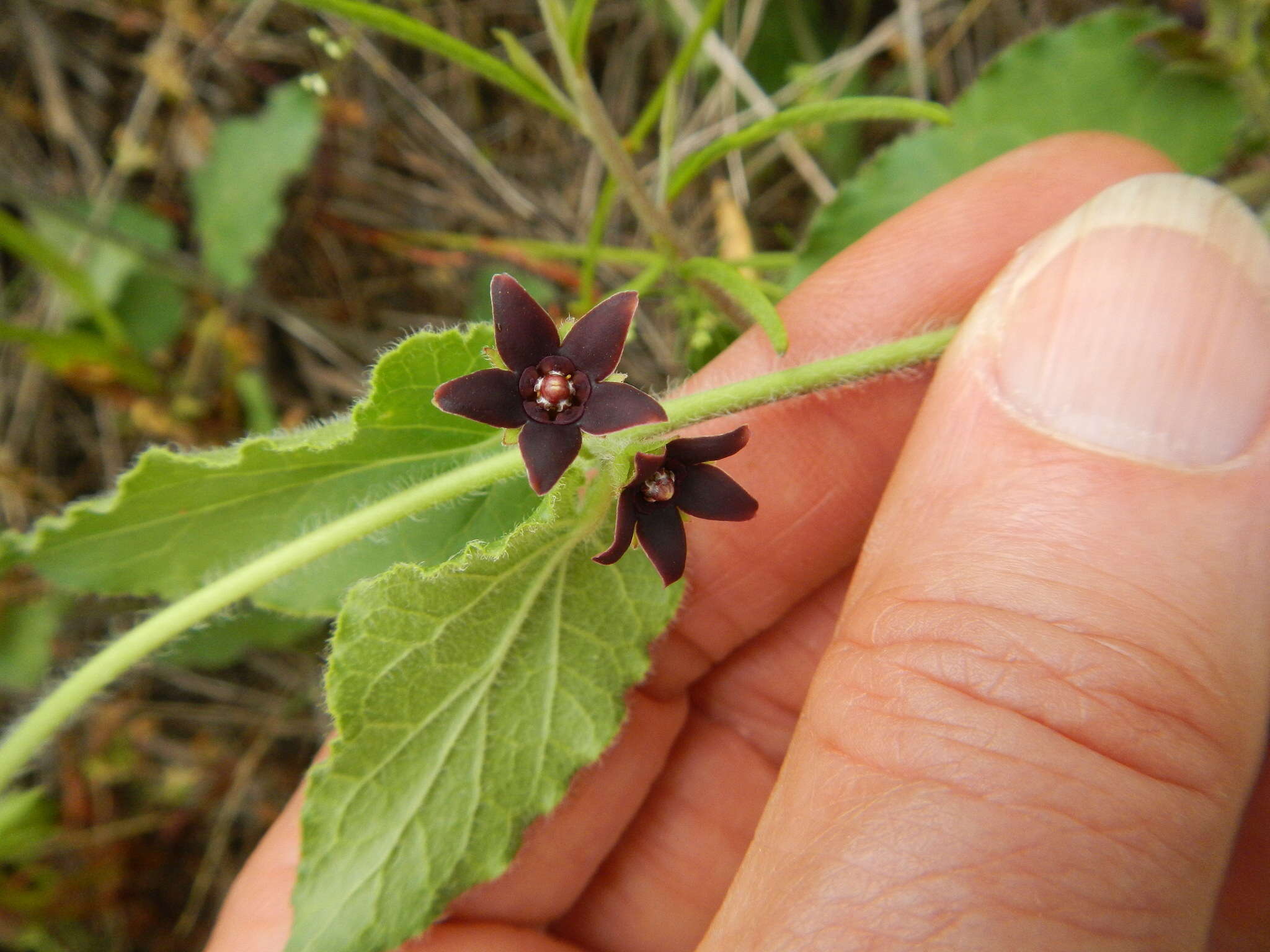 Sivun Matelea cynanchoides (Engelm.) R. E. Woodson kuva