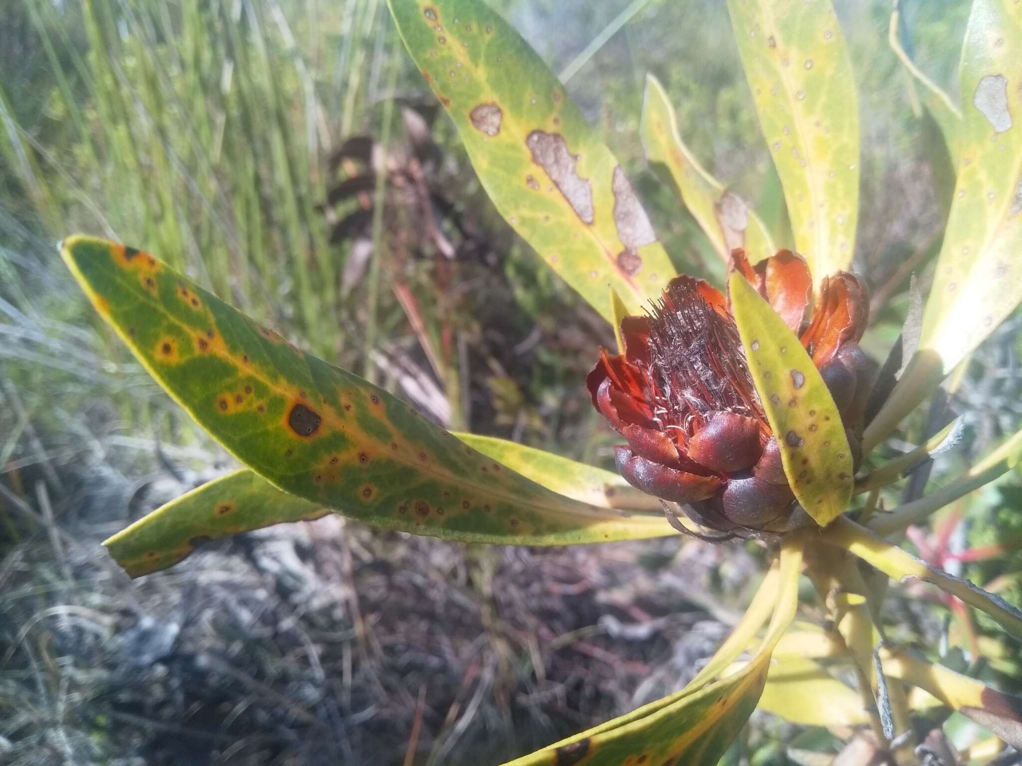 Imagem de Protea foliosa Rourke