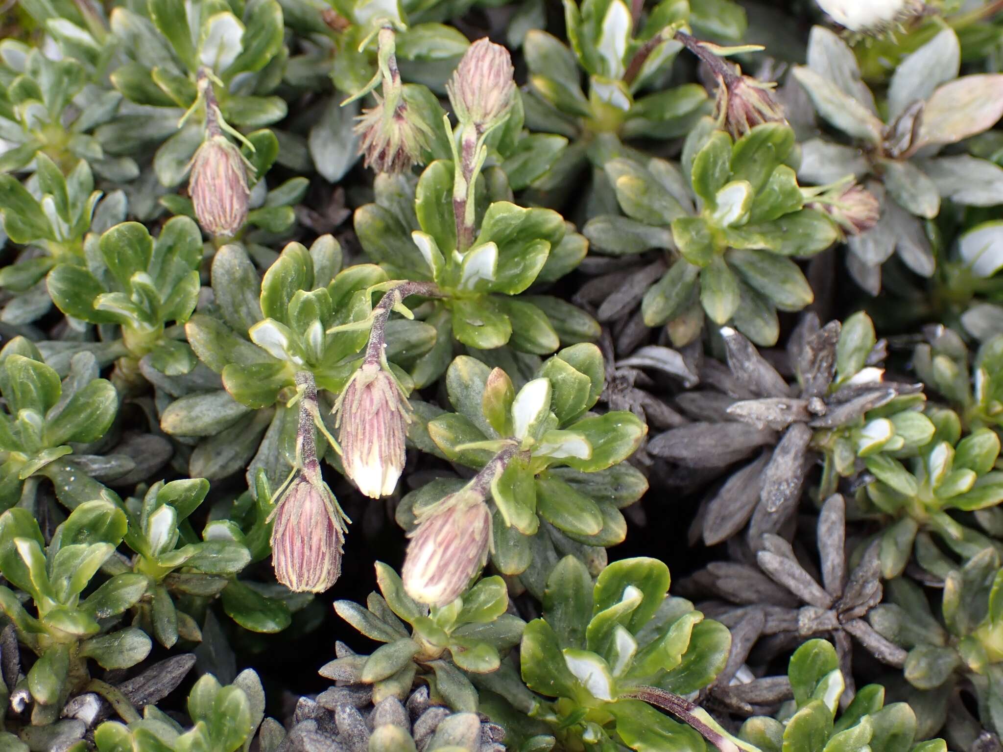 Image of Celmisia brevifolia Cockayne