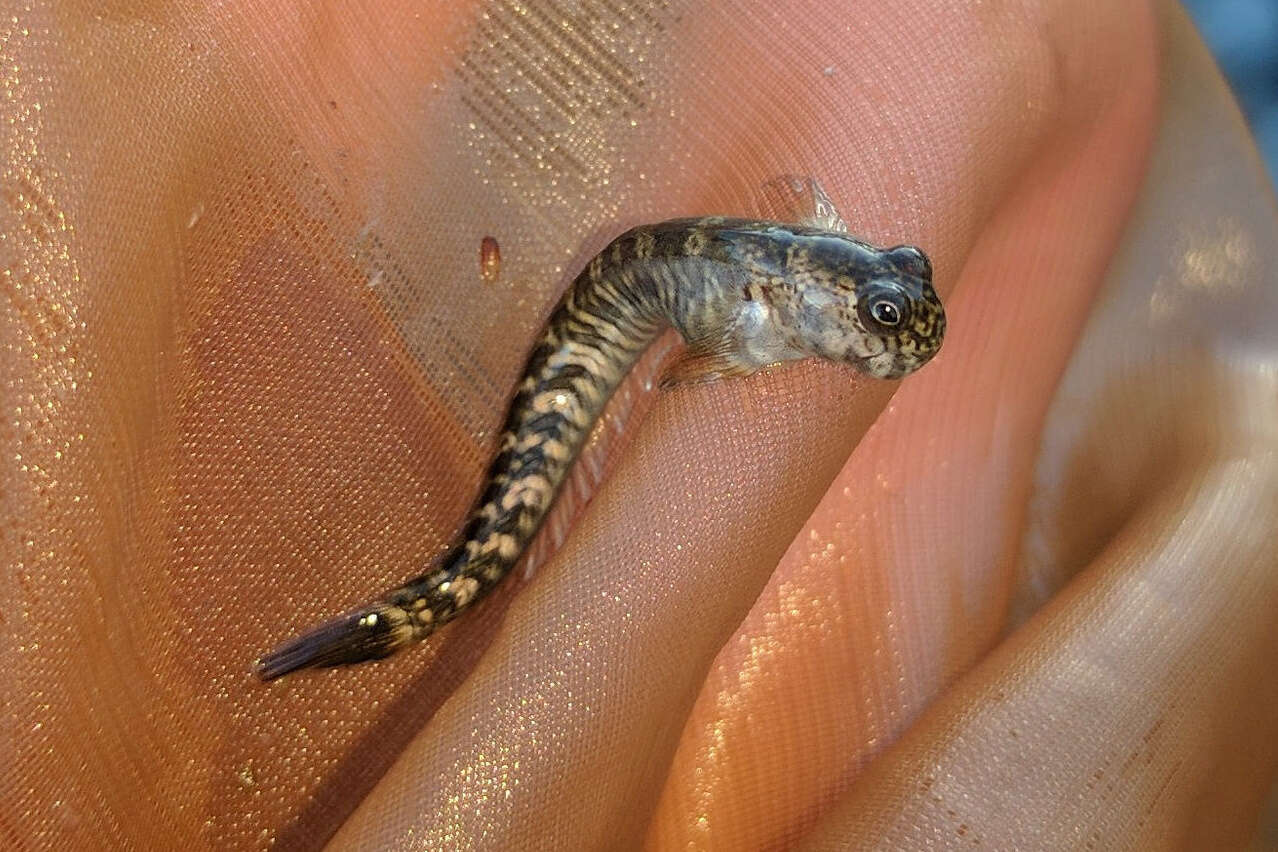 Image of Blenny