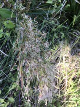 Image of Schizachyrium microstachyum (Desv.) Roseng., B. R. Arrill. & Izag.