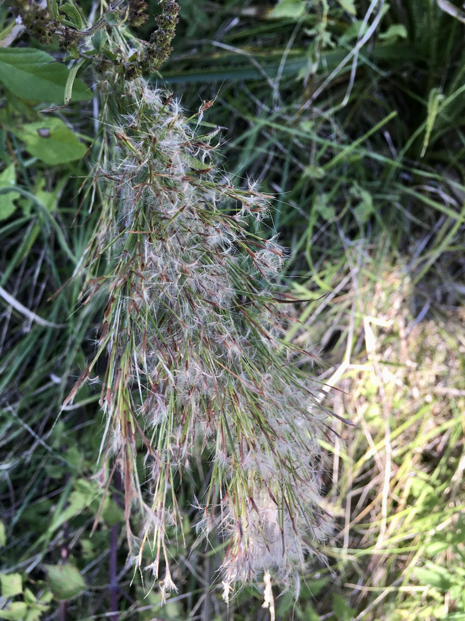 Image of Schizachyrium microstachyum (Desv.) Roseng., B. R. Arrill. & Izag.