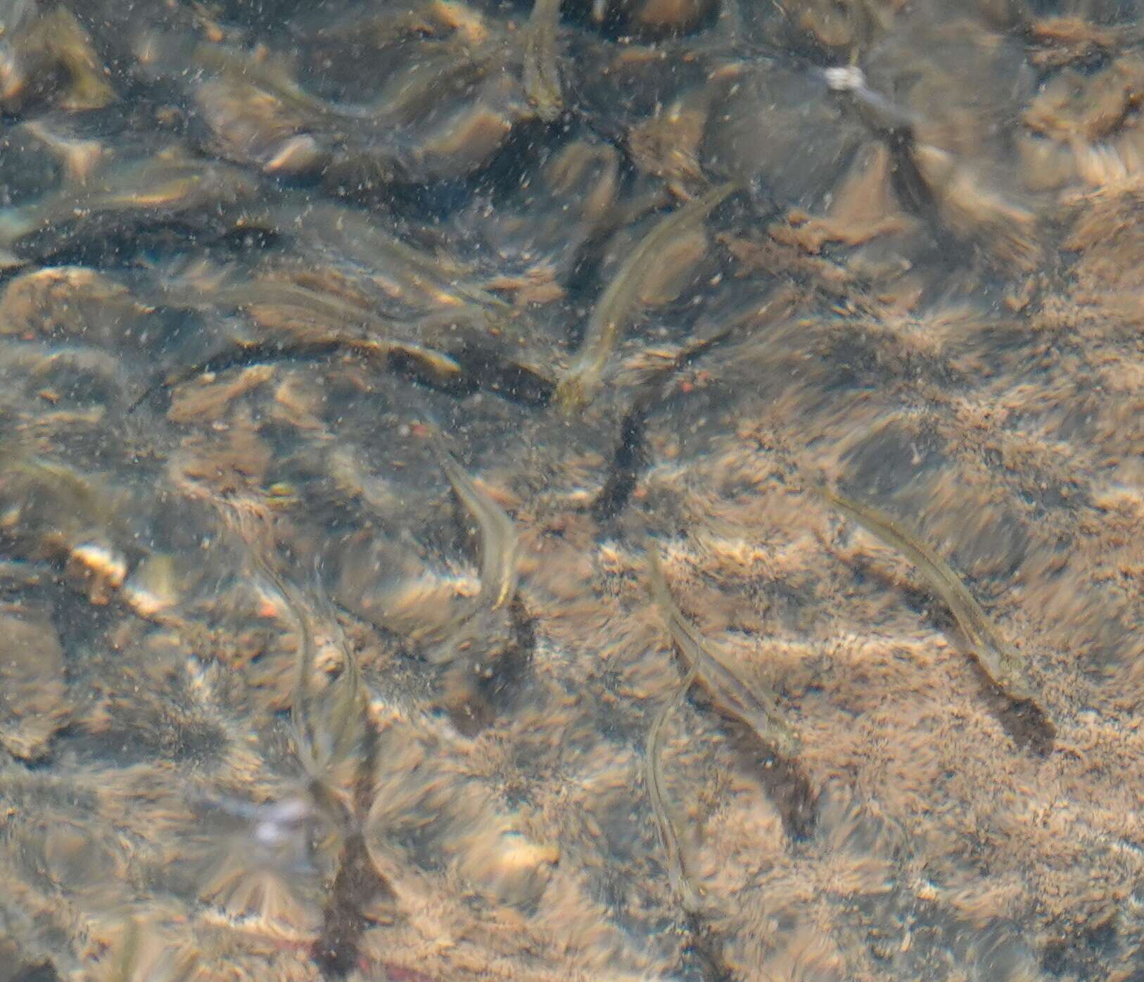 Image of Barred Galaxias