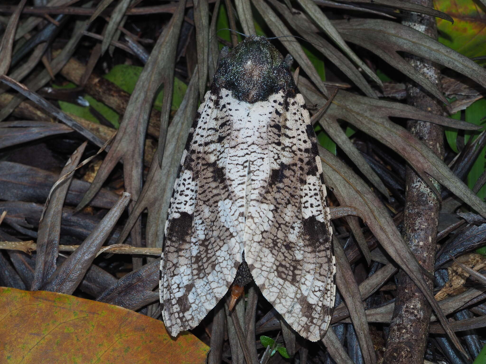 Imagem de Xyleutes strix Linnaeus 1758