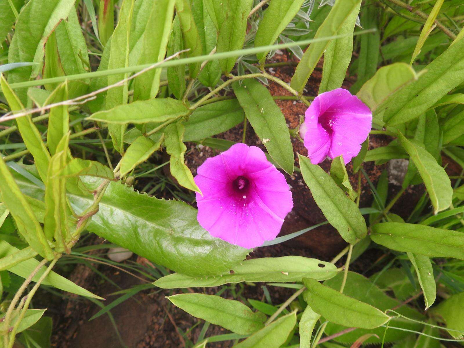 Image of Ipomoea robertsiana Rendle