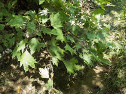 Plancia ëd Platanus orientalis L.