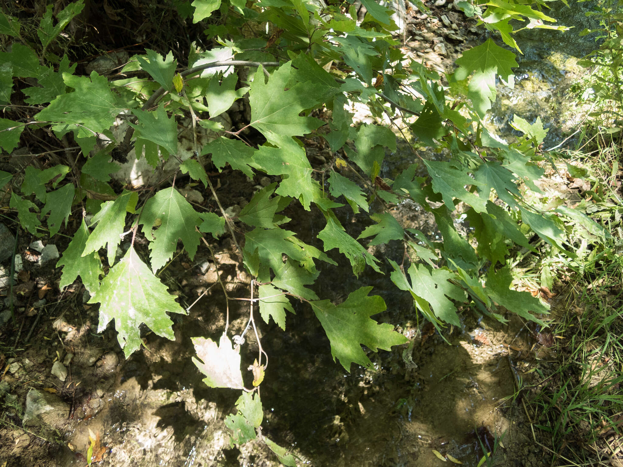 Imagem de Platanus orientalis L.