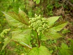 Imagem de Viburnum opulus var. americanum (P. Mill.) Ait.